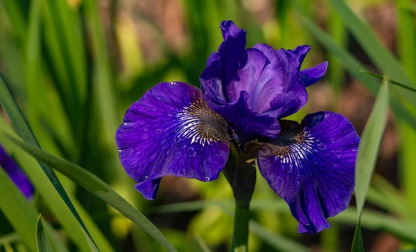 Een Foto Van Een Blauwe Baard Iris Tiergarten Berlijns Grootste — Stockfoto