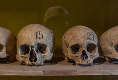 Pompeii Müzesi 'nde sergilenen bir sıra insan kafatasının resmi..