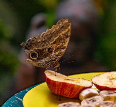 Bir parça elmanın üzerinde oturan Solgun Baykuş-Kelebek resmi..