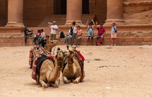 在佩特拉 一对骆驼在财政部前的照片 — 图库照片