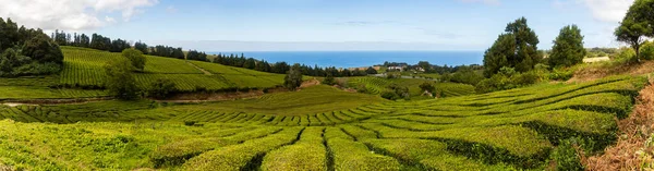 Panorama Picture Gorreana Tea Plantation — Stock Photo, Image