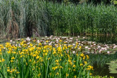 Zagreb Botanik Bahçesinin bir resmi.