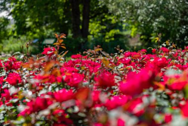 Kırmızı yapraklı güllerin resmi.