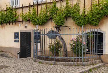 Maribor 'daki Dünyanın En Eski Üzüm Evi' nin bir resmi.