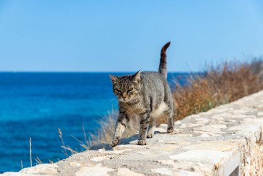 Deniz kenarında alçak bir duvarda yürüyen gri bir kedinin resmi..