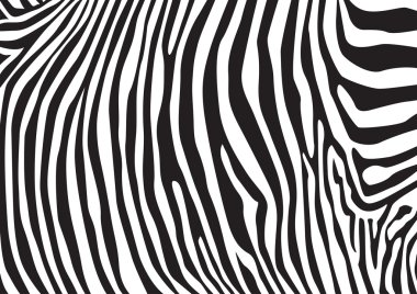 Zebra çizgili desen