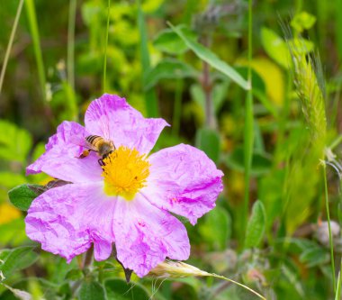 Bir bal arısı pembe çiçekli cistrose veya rockrose (Cystus incanus ssp. Tauricus) veya (Cistus creticus)