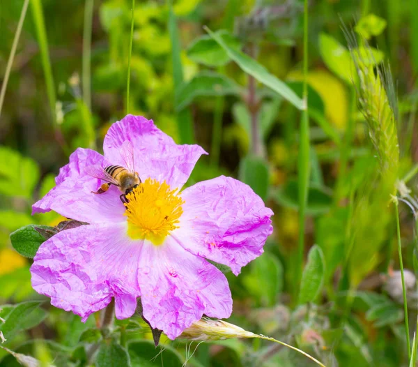 Eine Honigbiene Sammelt Nektar Auf Einer Rosa Blühenden Zistrose Oder Stockbild