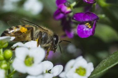 Alyssum çiçeklerinden nektar toplayan bir arı makrosu..