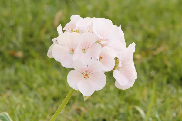 Zweig Der Frühlingsblüte Mit Rosa Kranichschnabel Blüten Pelargonium Hortorum Auch — Stockfoto