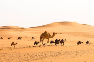 Çölde deve sürüsü var..