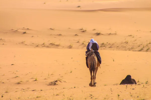 Pastore Arabo Cavalcando Cammello Nel Deserto — Foto Stock