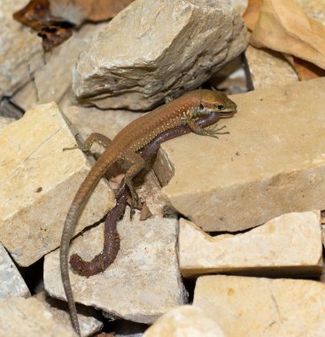 Kertenkele 'nin solucan yediği yakın plan..