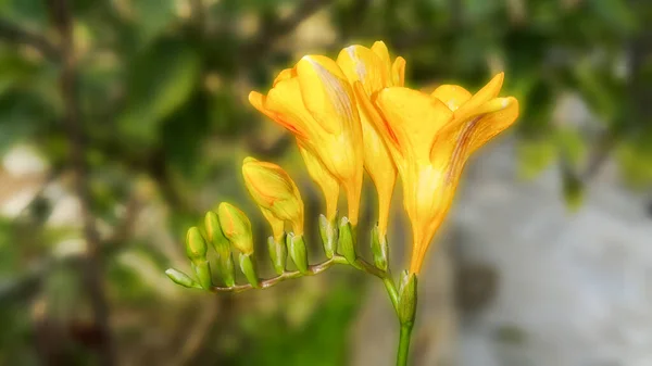 Nahaufnahme Von Freesiablüten Und Knospen Isoliert Auf Verschwommenem Hintergrund Bild — Stockfoto