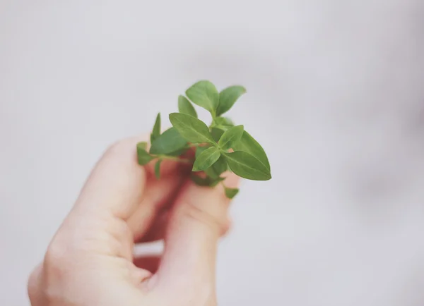 Hand holding green plants — Stock Photo, Image