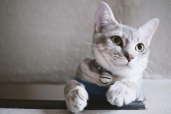 Gatinho bonito tabby — Fotografia de Stock