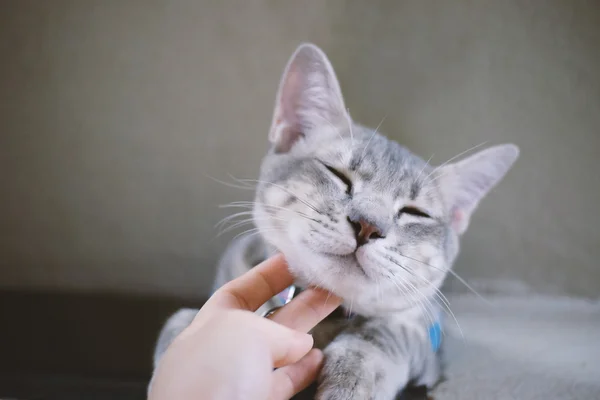 Hand berührt sanft den Hals der Katze — Stockfoto