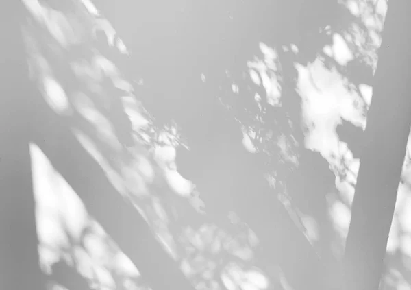 Fenster Und Blätter Natürlicher Schatten Overlay Effekt Auf Weißem Textur — Stockfoto