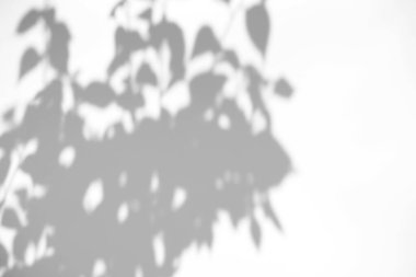 Ürün sunumu, arkaplan ve maketi, yaz mevsimi konseptini kaplamak için, beyaz doku arka planında doğal gölge bırakır