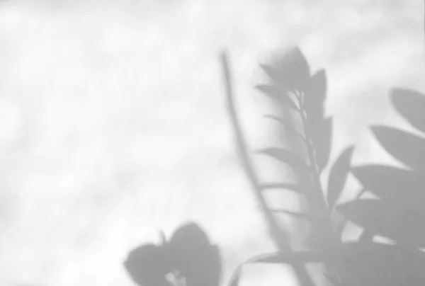 叶的自然阴影覆盖在白色纹理背景上 用于产品演示 背景和模型 夏季季节概念的覆盖 — 图库照片