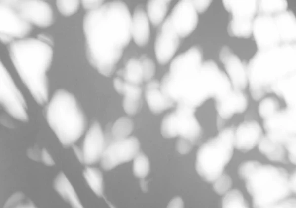 白い質感の背景に自然の影のオーバーレイを残します 製品プレゼンテーション上のオーバーレイ 背景とモックアップ 夏の季節のコンセプト — ストック写真