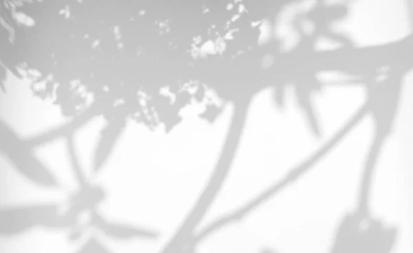 叶的自然阴影覆盖在白色纹理背景上 用于产品演示 背景和模型 夏季季节概念的覆盖 — 图库照片