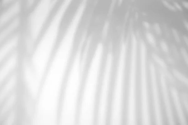 Folhas Tropicais Realistas Efeito Sobreposição Sombra Natural Fundo Textura Branca — Fotografia de Stock