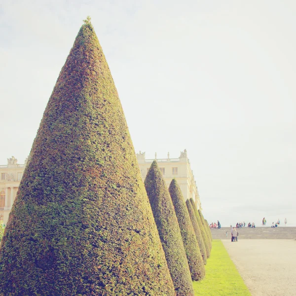 Řada topiary stromů pro okrasné zahrady — Stock fotografie