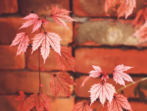 Feuilles rouges d'automne sur le mur de briques — Photo