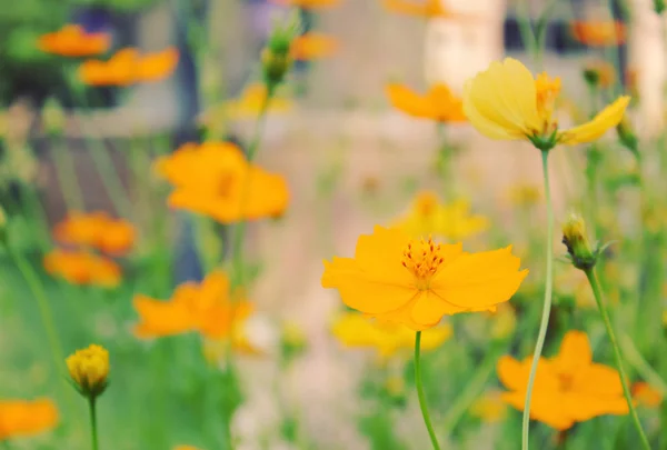 Flores amarelas da flor no campo — Fotografia de Stock