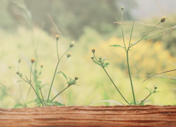 Petites fleurs jaunes sur bois — Photo