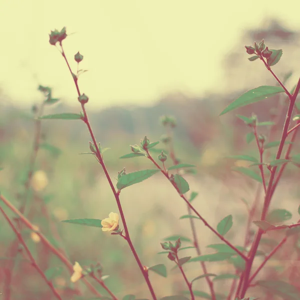 Vintage weide bloemen — Stockfoto