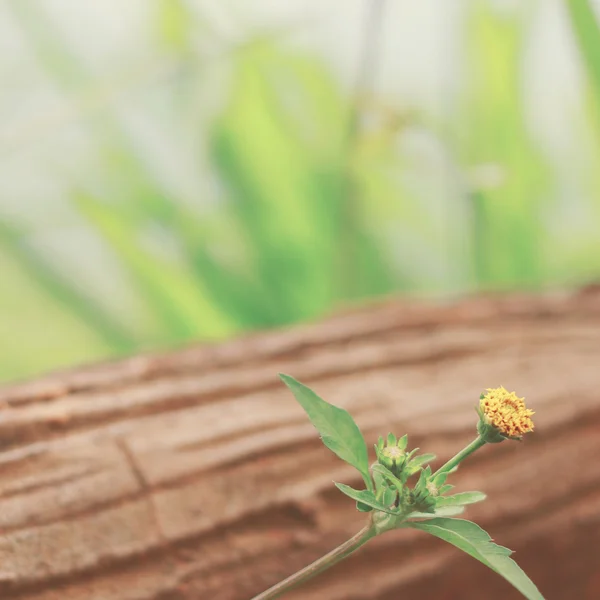 在木头上的小黄花 — 图库照片