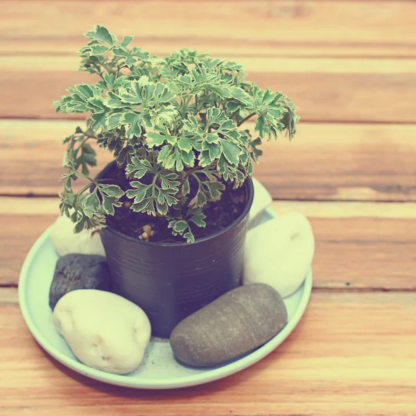 Fresh green plant in pot — Stock Photo, Image