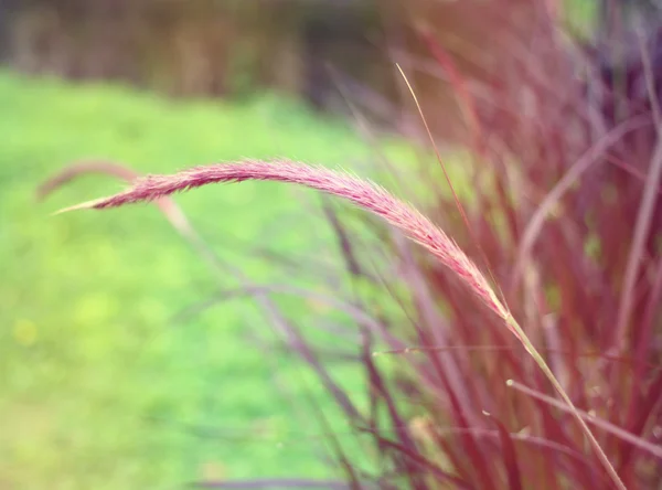 Gros plan de l'herbe colorée — Photo