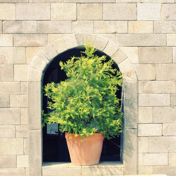 Groene plant op stenen muur — Stockfoto