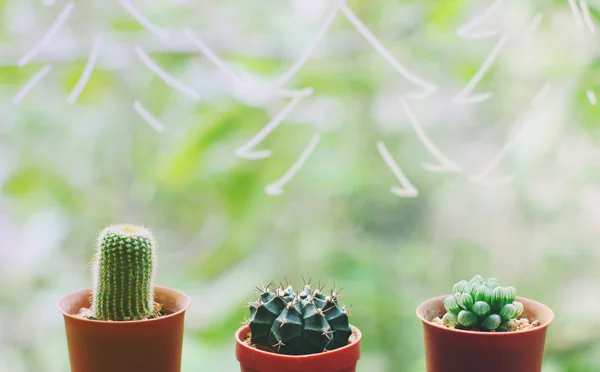Kaktus z choinki — Zdjęcie stockowe