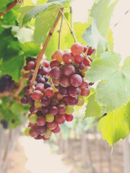 Czerwonych winogron winorośli — Zdjęcie stockowe