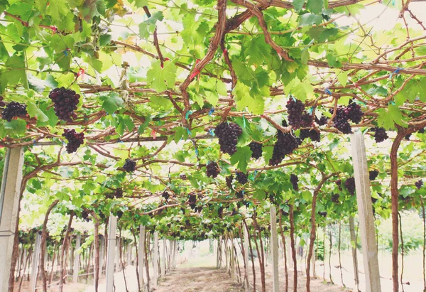 Vinhas de uva vermelha — Fotografia de Stock