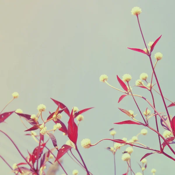 Small flower buds — Stock Photo, Image