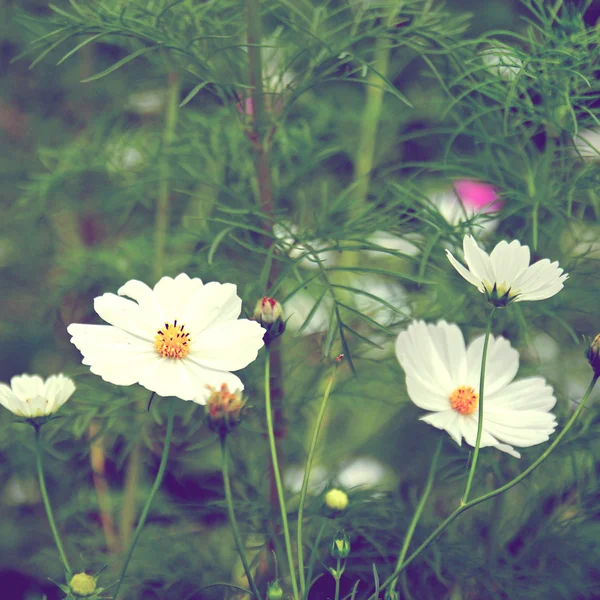 Witte cosmos bloemen — Stockfoto