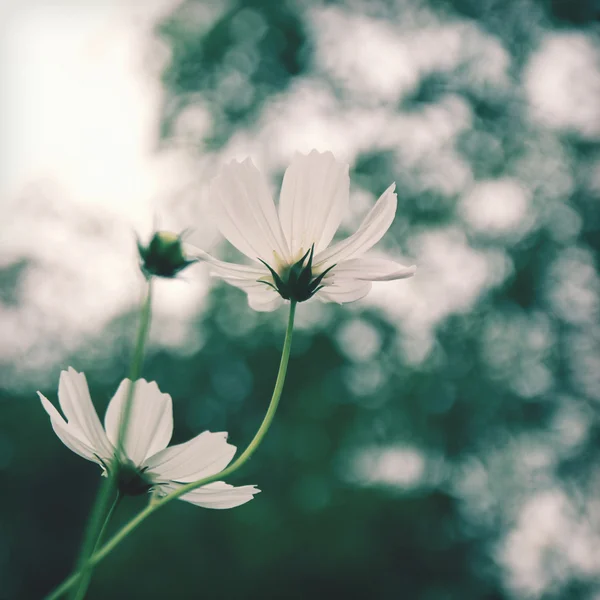 Witte cosmos bloemen — Stockfoto