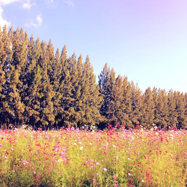 Beaux arbres dans un champ fleuri — Photo