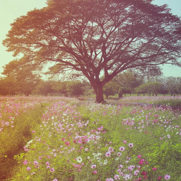 Beautiful tree in colorful field — Stock Photo, Image