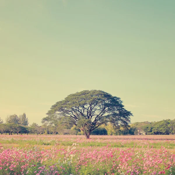 Hermoso árbol en campo colorido —  Fotos de Stock