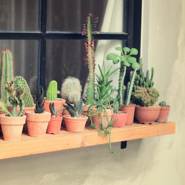 Vari di cactus per decorazione — Foto Stock