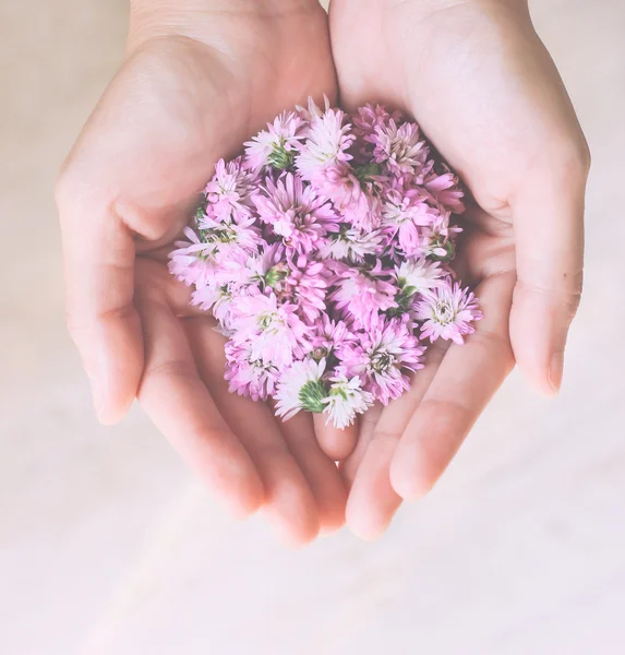 Elinde pembe çiçekler — Stok fotoğraf