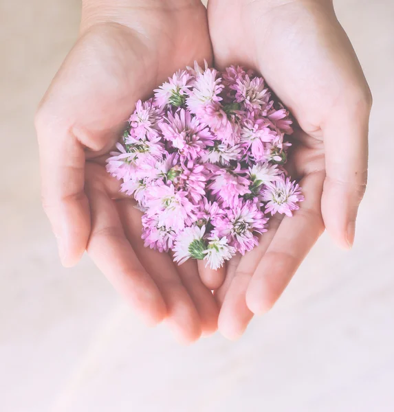 Fleurs roses dans les mains — Photo