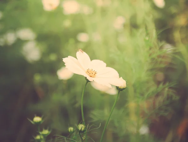 Kwiat kosmei i żuk — Zdjęcie stockowe
