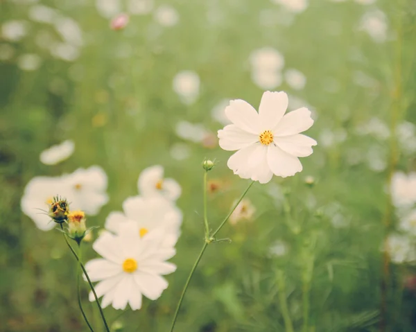 Witte cosmos bloemen — Stockfoto
